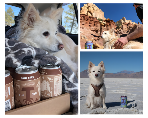 Taproot Soda craft soda pup photo collage